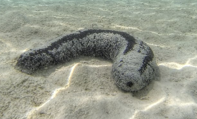 The Sea Creatures That May Never Die